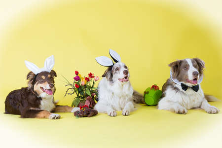 Border Collies for Easterの写真素材