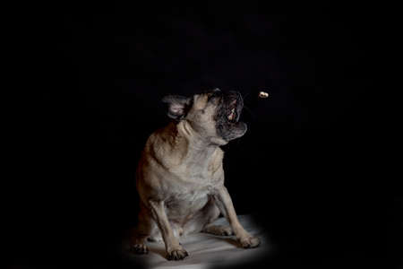 Pug catches foodの写真素材