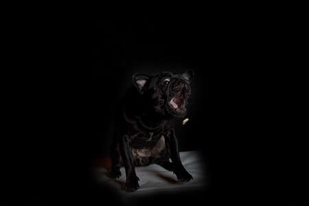 Pug catches foodの写真素材