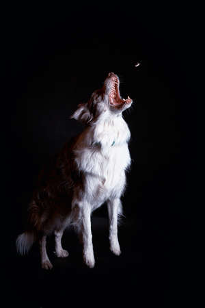 Border Collie catches foodの写真素材