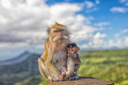 Cute macaque monkey with mother monkey in front of panorama-view in Mauritiusの写真素材