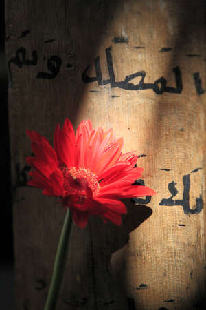 Flower of hopeの写真素材