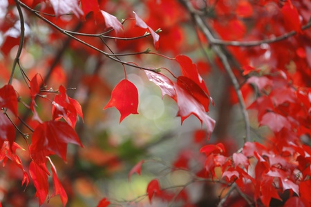 Red in Deepの写真素材