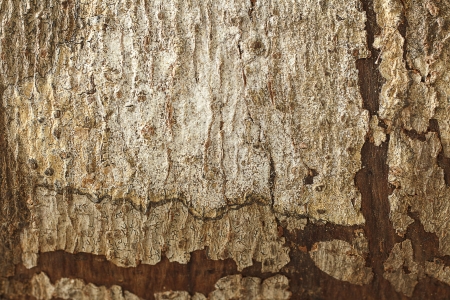 Wooden Texture の写真素材