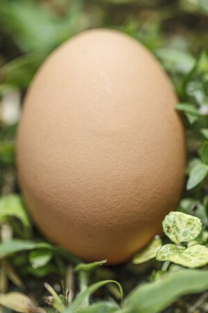 Fresh eggの写真素材