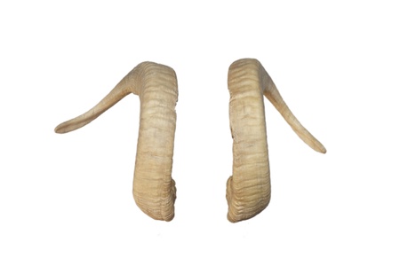 Animal big horns