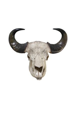 Bull big horns の写真素材
