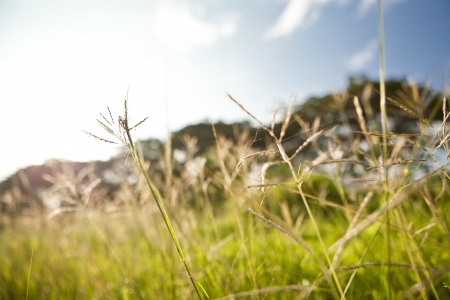 Sunrise to grass  Focus on grass の写真素材