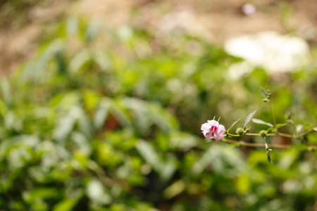 Pink flora split focus of backgroundの写真素材