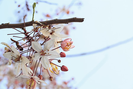 Small Wild Himalayan Cherry panicle