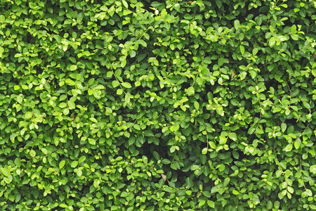 Fresh green leaf background