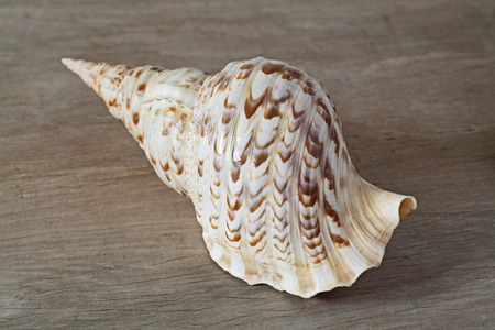 Shell on wooden table