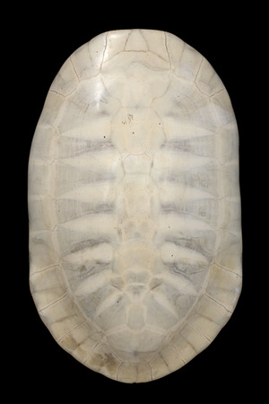 Turtle carapace isolated on black backgroundの写真素材