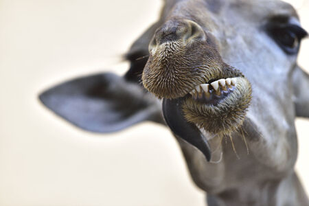 Funny giraffeの写真素材