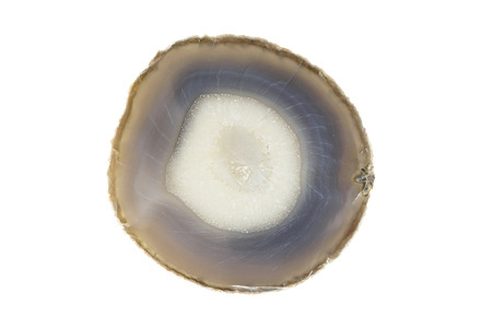 Petrified wood coaster isolated on white background