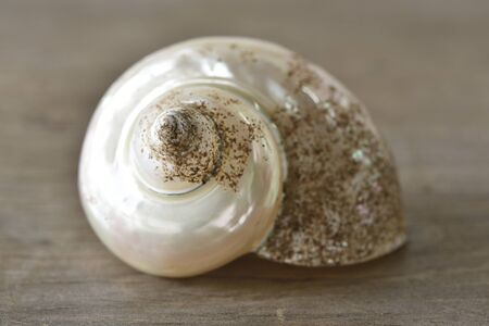 Shell on the wood tableの写真素材