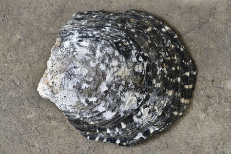 Shell on the ground from top viewの写真素材