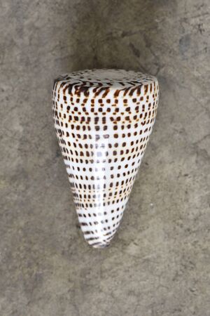 Shell on the ground from top view
