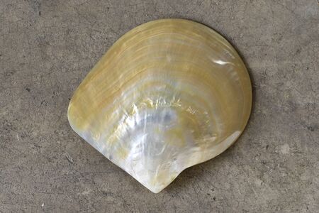 Shell on the ground from top view