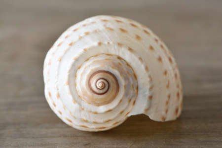 Shell on the wood tableの写真素材