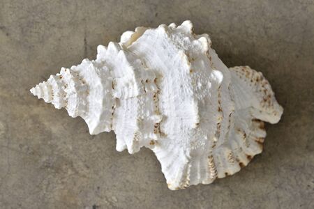Shell on the ground from top view