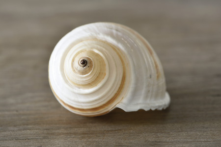 Shell on the wood tableの写真素材