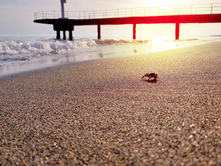 Crab walks on the beach near water at sunsetの写真素材