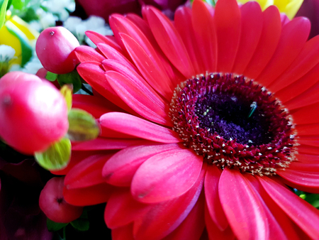 red gerbera daisy flower blossom closeup viewの写真素材