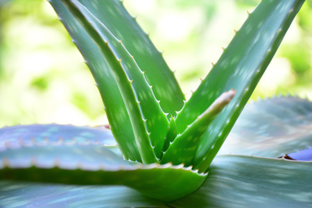 aloe vera plant natural healthy ingredientの写真素材