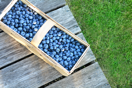 Wooden basket full of healthy bilberries on a rustic plankingの写真素材