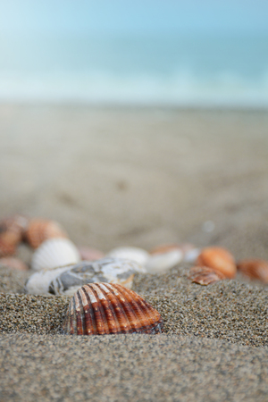 sea shell focused, the background beach and ocean bluredの写真素材
