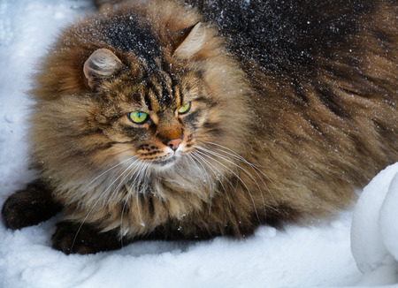 Fluffy snowy mixed breed brown gray cat sitting in the snow surroundingsの写真素材