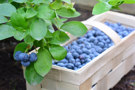 Wooden basket full of healthy bilberries put on a peat soil under the bushの写真素材