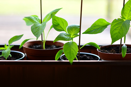 Young paprika seedlings in plastic pots on window sill ready to plantの写真素材