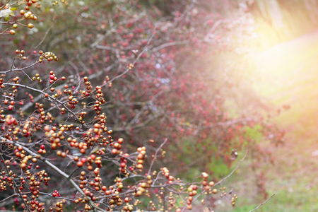 Red berries on dark blured autumn foliage backgroundの写真素材