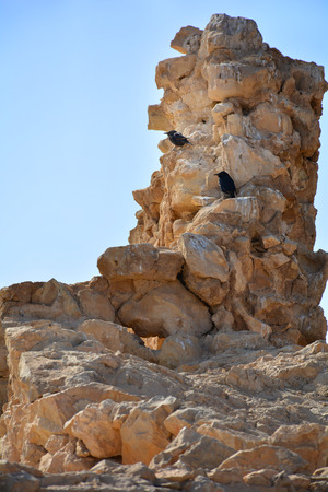 Black birds on rocks in Masada fortress, Israelの写真素材