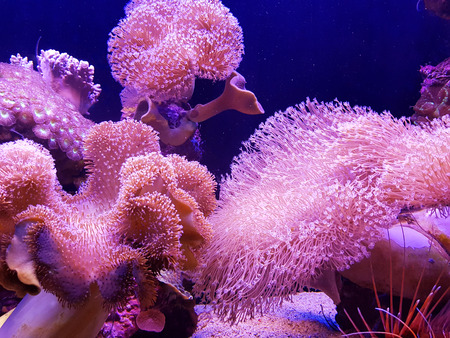 Underwater sea: pink coral reefの写真素材