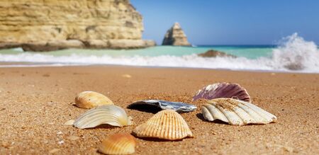 Sea shells on the beach in Lagos, Portugal
