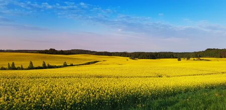 Panoramic view of blooming rape field. Yellow spring country landscape