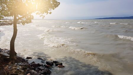 Balaton lake, Hungary. A tree on the shoreの写真素材