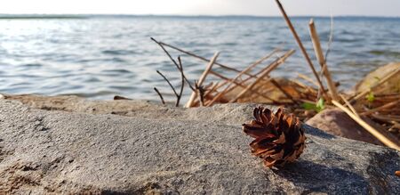 Pine cone on a stone near lake. Natural landscapeの写真素材