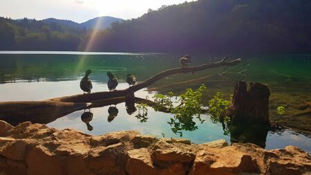 Ducks in pond. Plitvice national park in Croatiaの写真素材
