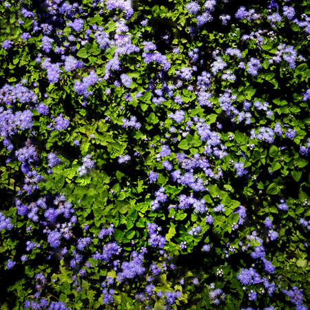 A lot of purple flowers among green leafsの写真素材