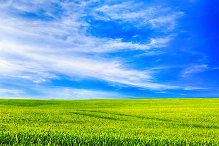 Green meadow and amazing sky