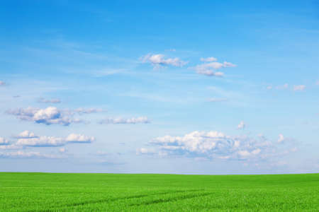 Meadow and sky