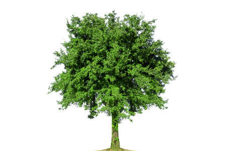 Isolated tree. White background. Ecology concept.