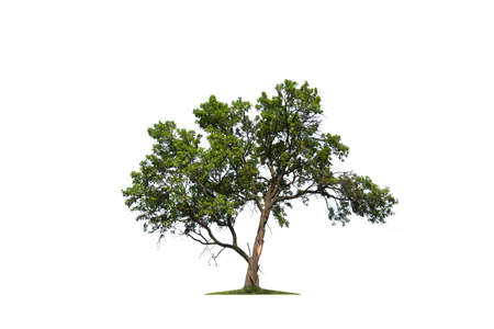Isolated tree on a white background. The perfect tree for advertising