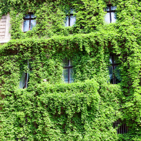Tenement house covered with a green plant. Green houseの写真素材