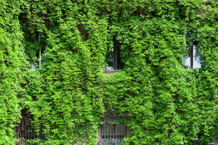 Green house. House covered with ivy. View of windows with ivyの写真素材