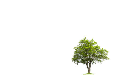 Isolated tree silhouette. Tree on a white backgroundの写真素材
